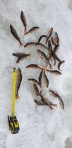 Jorman kalasaalis 31 kpl ja pisin kala 16 cm, paikka Nivankylä (Kaarinan rannassa)